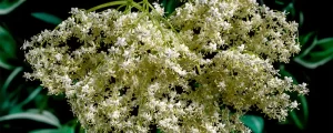 Angelica Dahurica
